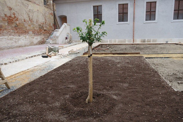 Rajský dvůr - vysazená mišpule obecná.